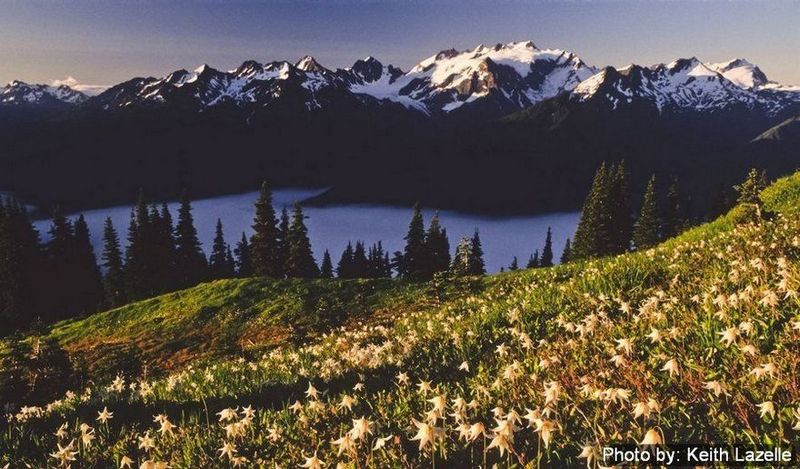 Mt Olympus with Avalanche Lilies by Keith Lazelle